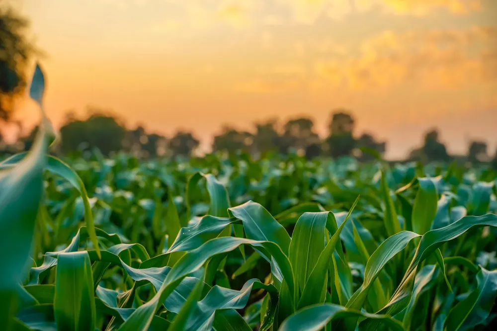 agriculture biologique (4)