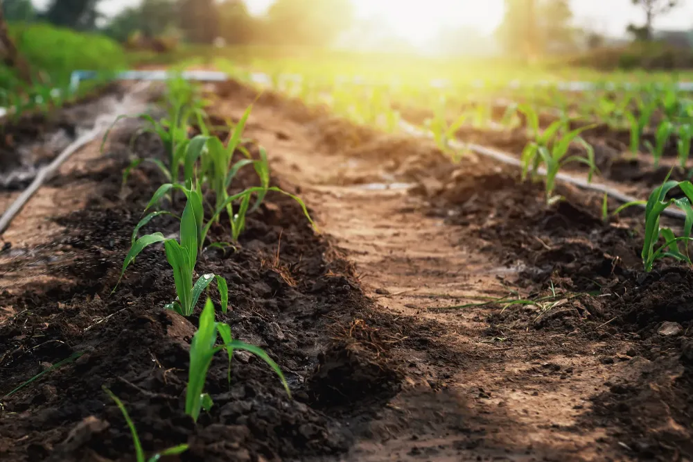 Travaux agricole à Thys